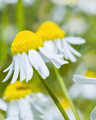 Romen Papatyası Tohumu – Chamaemelum nobile