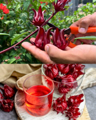 Rosella Hibisküs Tohumu – Hibiscus sabdariffa