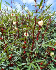 Rosella Hibisküs Tohumu – Hibiscus sabdariffa