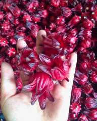 Rosella Hibisküs Tohumu – Hibiscus sabdariffa