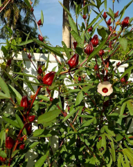 Rosella Hibisküs Tohumu – Hibiscus sabdariffa