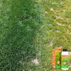 Genta Sıvı Çim Besini - 1 lt