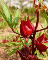 Rosella Hibisküs Tohumu – Hibiscus sabdariffa