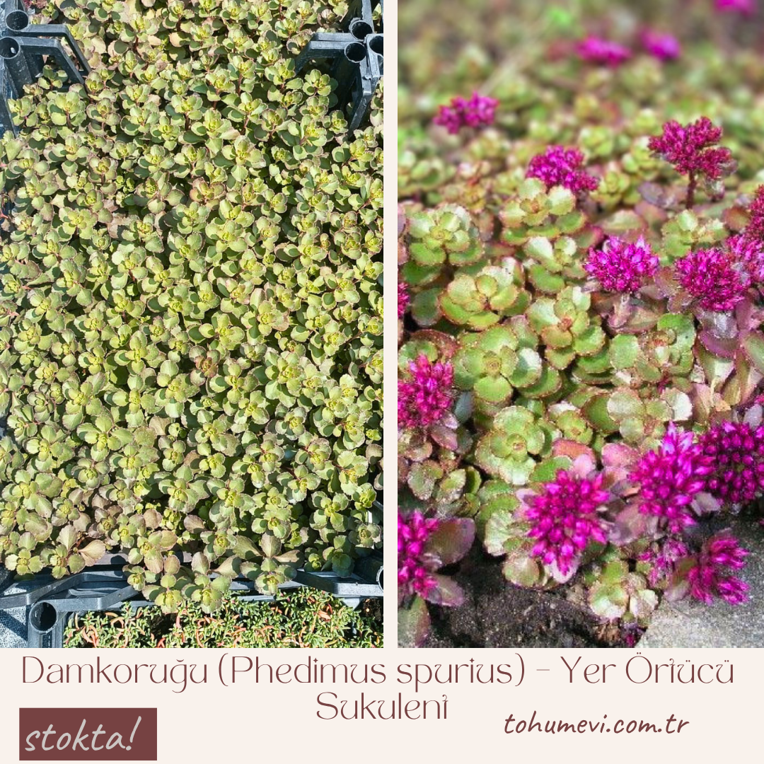 Damkoruğu (Phedimus spurius) – Yer Örtücü Sukulent (1 Kasa / 48 Adet Fide)