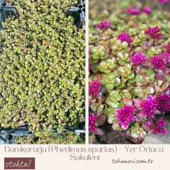 Damkoruğu (Phedimus spurius) – Yer Örtücü Sukulent (1 Kasa / 48 Adet Fide)