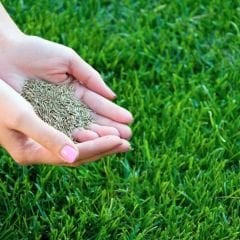Çim Tohumu Güzel Görünüm - Beautiful Look Lawn - 1 kg