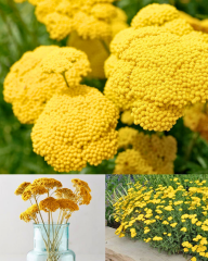 Civanperçemi Tohumu Sarı – Achillea filipendulina ‘Gold’