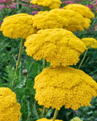 Civanperçemi Tohumu Sarı – Achillea filipendulina ‘Gold’