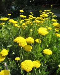 Civanperçemi Tohumu Sarı – Achillea filipendulina ‘Gold’