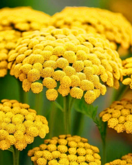 Civanperçemi Tohumu Sarı – Achillea filipendulina ‘Gold’