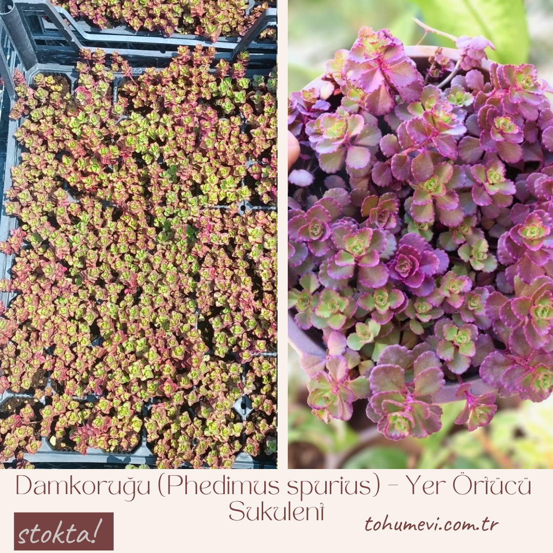 Sedum Chocolate Fairy – Yer Örtücü Sukulent (1 Kasa / 48 Adet Fide)