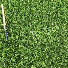 Kolay Bakım Çim Yonca Karışımı - Easy Care Grass Clover Mix - 1 kg