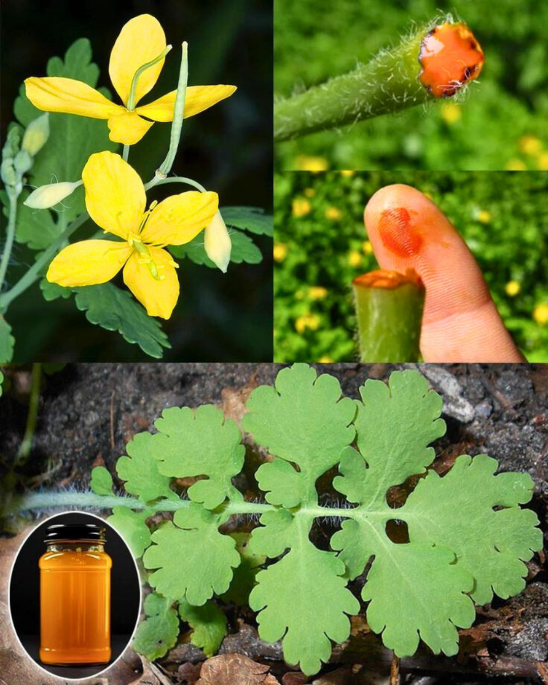 Kırlangıç Otu Tohumu – Chelidonium majus