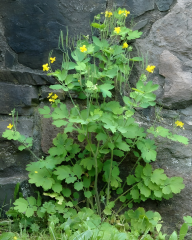 Kırlangıç Otu Tohumu – Chelidonium majus