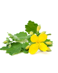 Kırlangıç Otu Tohumu – Chelidonium majus