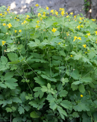 Kırlangıç Otu Tohumu – Chelidonium majus