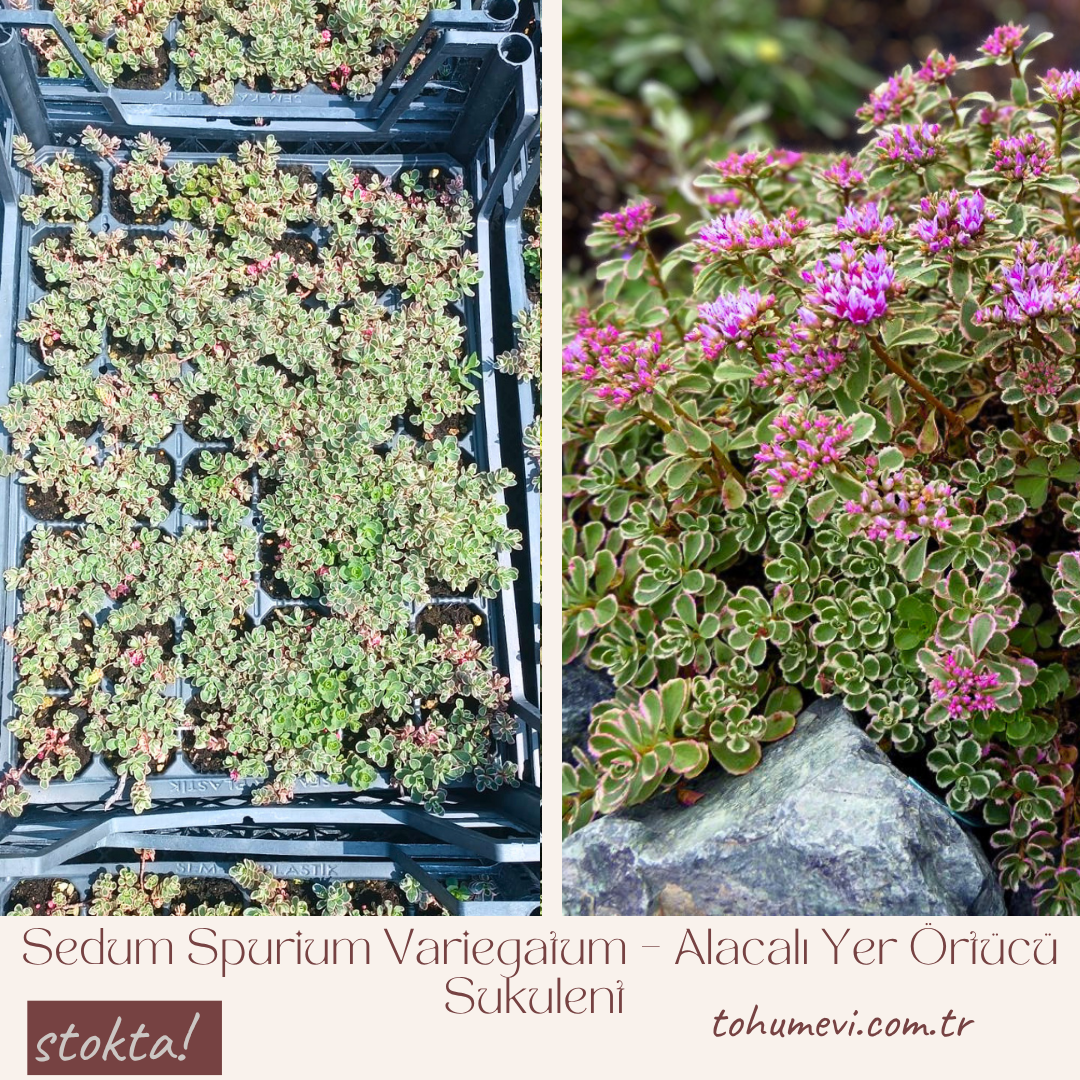 Sedum Spurium Variegatum – Alacalı Yer Örtücü Sukulent (1 Kasa / 48 Adet Fide)