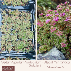 Sedum Spurium Variegatum – Alacalı Yer Örtücü Sukulent (1 Kasa / 48 Adet Fide)