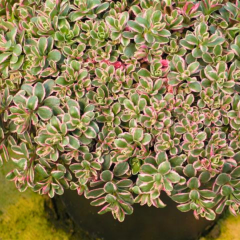 Sedum Spurium Variegatum – Alacalı Yer Örtücü Sukulent (1 Kasa / 48 Adet Fide)