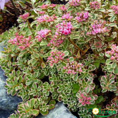 Sedum Spurium Variegatum – Alacalı Yer Örtücü Sukulent (1 Kasa / 48 Adet Fide)