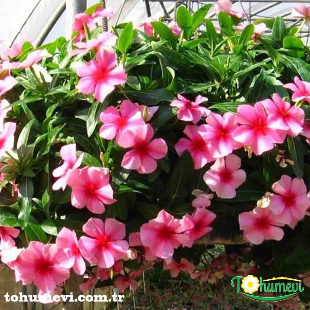SARKAN VİNCA ROZET ÇİCEĞİ TOHUMU - CATHARANTHUS ROSEUS
