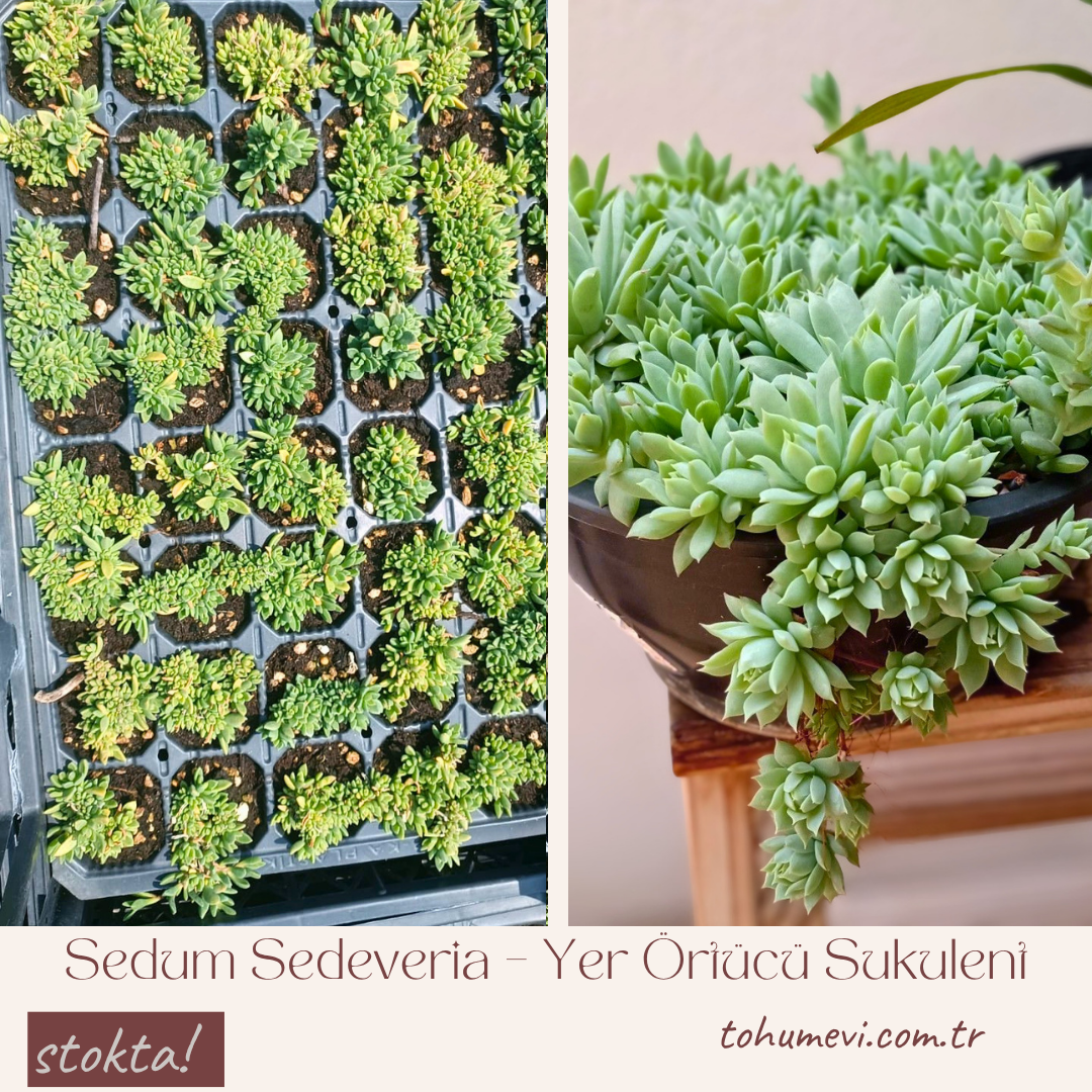 Sedum Sedeveria – Yer Örtücü Sukulent (1 Kasa / 48 Adet Fide)