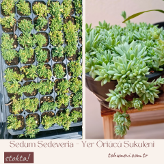 Sedum Sedeveria – Yer Örtücü Sukulent (1 Kasa / 48 Adet Fide)