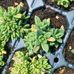 Sedum Sedeveria – Yer Örtücü Sukulent (1 Kasa / 48 Adet Fide)