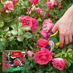 Genta Katı Bitki Besini Güller - 1 kg