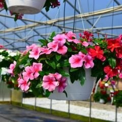 Sarkan Vinca Rozet Çiceği Fidesi - Catharanthus Roseus