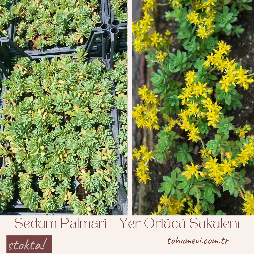 Sedum Palmari – Yer Örtücü Sukulent (1 Kasa / 48 Adet Fide)
