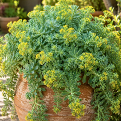 Sedum Palmari – Yer Örtücü Sukulent (1 Kasa / 48 Adet Fide)