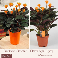 Calathea Crocata – Ebedi Aşk Çiçeği (14 cm Saksıda, 30–35 cm) ithal