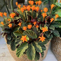 Calathea Crocata – Ebedi Aşk Çiçeği (14 cm Saksıda, 30–35 cm) ithal