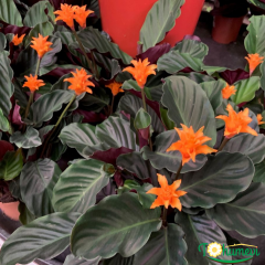 Calathea Crocata – Ebedi Aşk Çiçeği (14 cm Saksıda, 30–35 cm) ithal