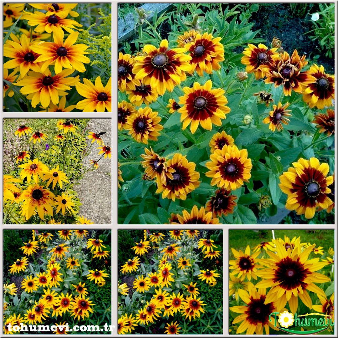 GÜNEŞ ŞAPKASI ÇİÇEĞİ TOHUMU - RUDBEKYA