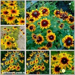 GÜNEŞ ŞAPKASI ÇİÇEĞİ TOHUMU - RUDBEKYA