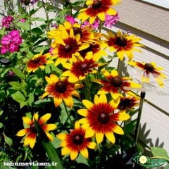 GÜNEŞ ŞAPKASI ÇİÇEĞİ TOHUMU - RUDBEKYA