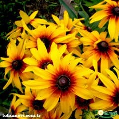 GÜNEŞ ŞAPKASI ÇİÇEĞİ TOHUMU - RUDBEKYA