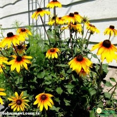 GÜNEŞ ŞAPKASI ÇİÇEĞİ TOHUMU - RUDBEKYA