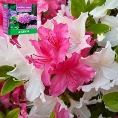 Genta Katı Bitki Besini Ortanca Açelya - 1 kg