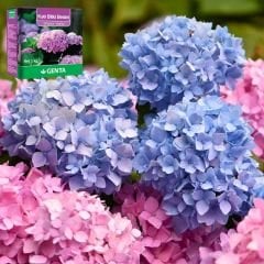 Genta Katı Bitki Besini Ortanca Açelya - 1 kg