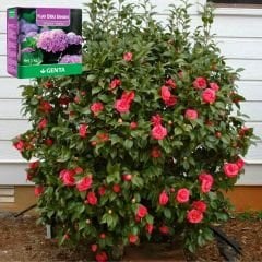 Genta Katı Bitki Besini Ortanca Açelya - 1 kg