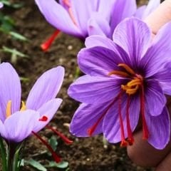 Safran Soğanı 5 Adet - Crocus Sativus