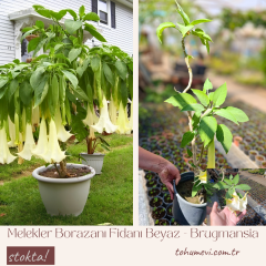 Melekler Borazanı Fidanı Beyaz Katlı - Brugmansia