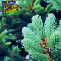 Genta Çam Tuzu - Magnezyum İçerikli - 1 kg