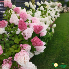Hydrangea paniculata (Ağaç Ortanca) – 3 Litre Saksıda