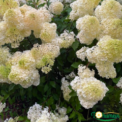 Hydrangea paniculata (Ağaç Ortanca) – 3 Litre Saksıda
