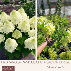Hydrangea paniculata (Ağaç Ortanca) – 3 Litre Saksıda
