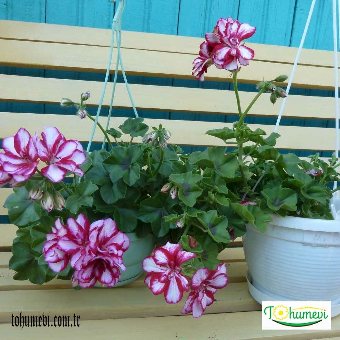 Sakız Sardunya Saksıda – Burgundy Blaze